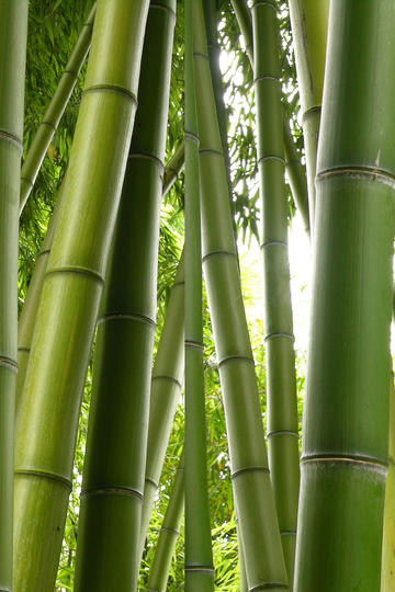 生理性厌恶