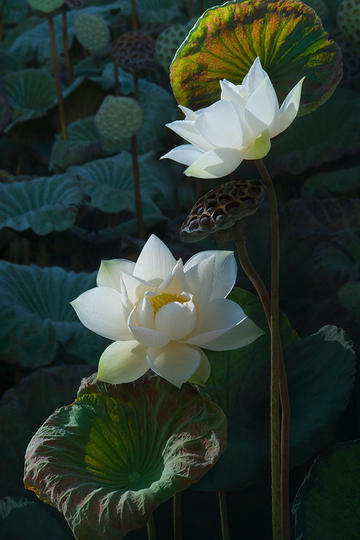 tent（tent是什么意思）